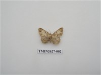 藏品(尺蛾148)的圖片